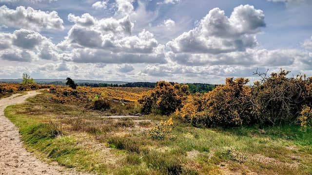 Frensham Little Pond - Image 2