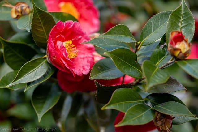 Massee Lane Gardens - Image 2