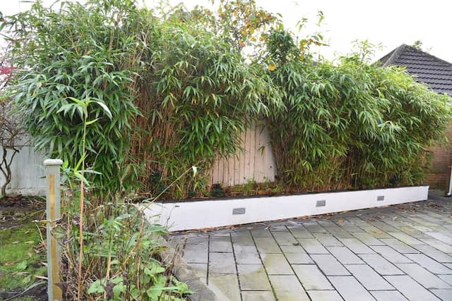 The Knotweed Specialists - Image 1