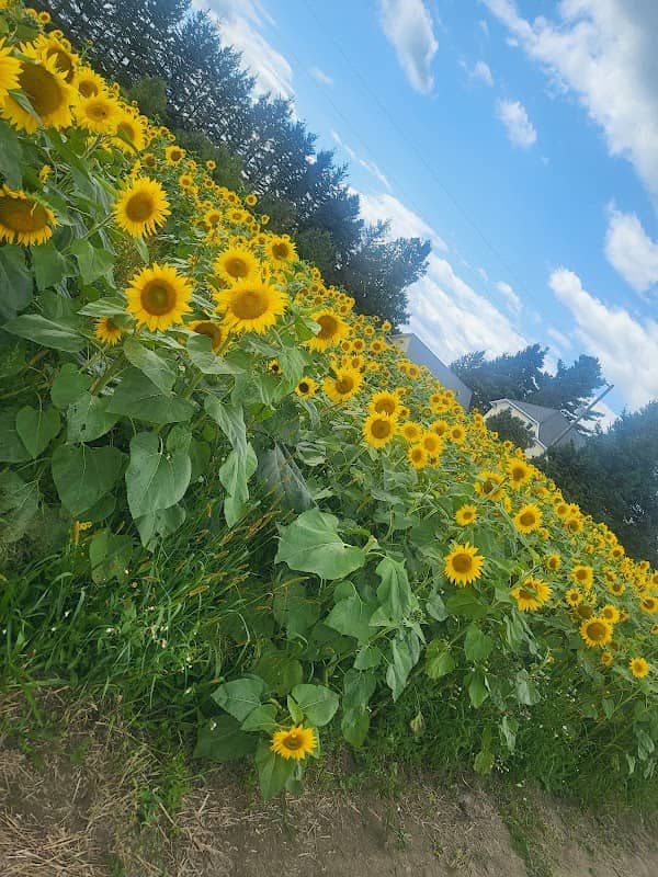 Maloney Meadows Family Farm - Image 1