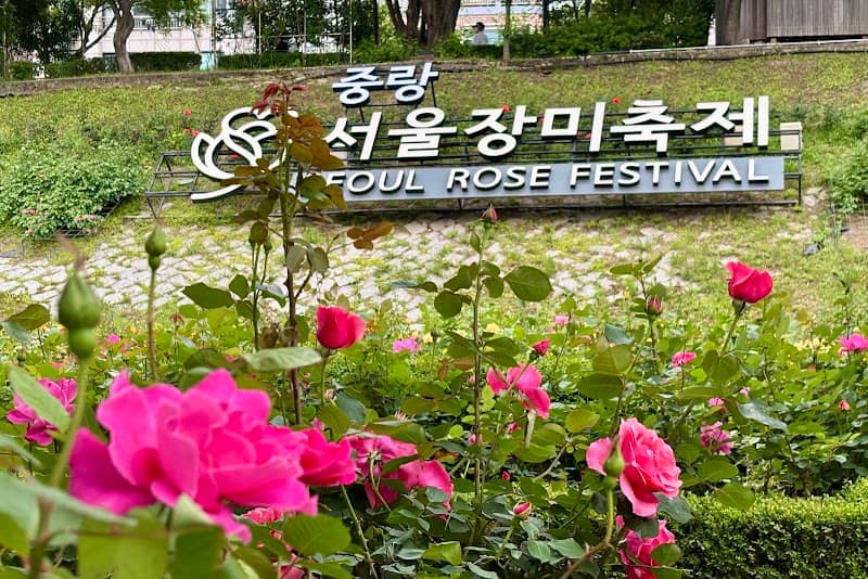 중랑천 장미터널 - Image 3