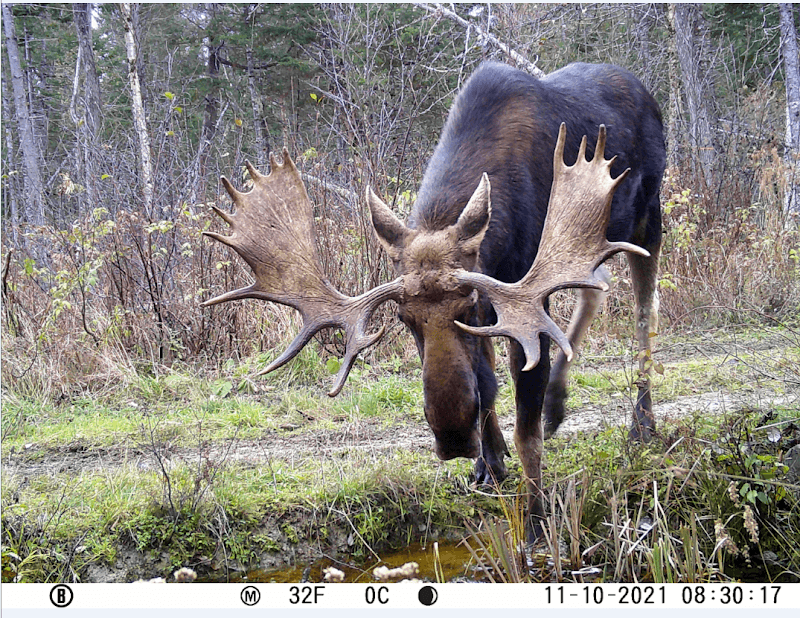 Shelterwood Forest Solutions - Image 1