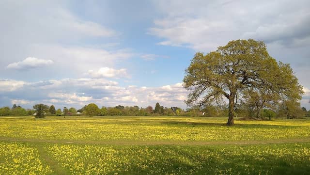 National Trust - Maidenhead Thicket Meadow - Image 1