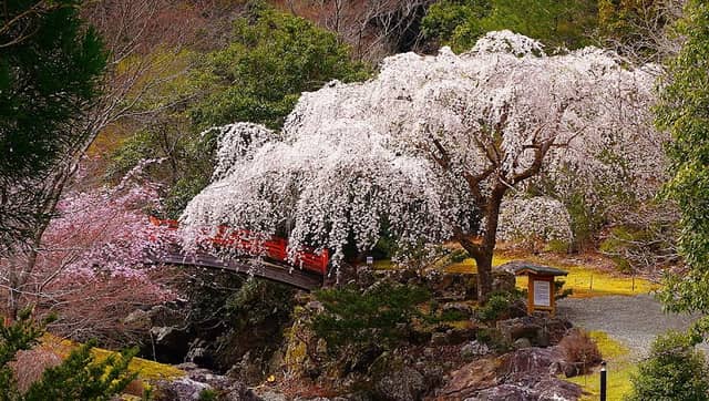 笠木渓谷の忠五郎桜 - Image 1