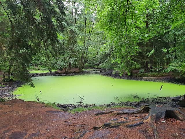 Ententeich im Bremgartenwald - Image 2