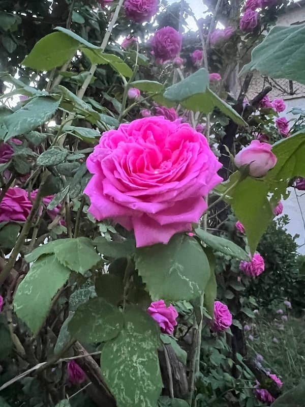 شهرک طالقانی - Image 1