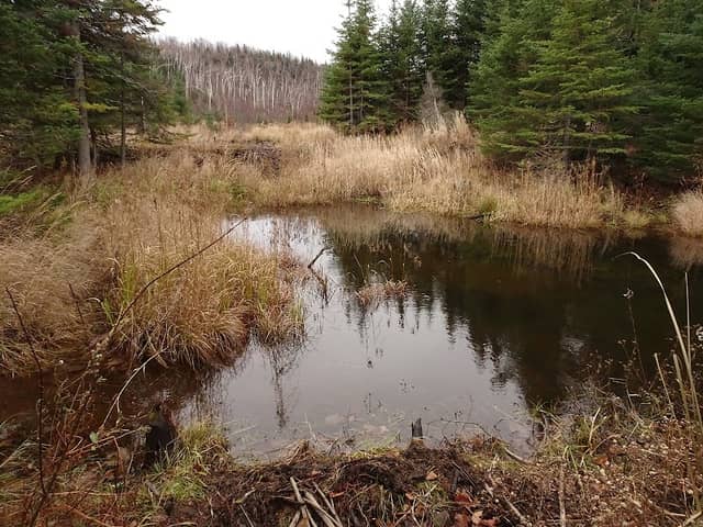Round Mountain Beaver Pond Camp - Image 2