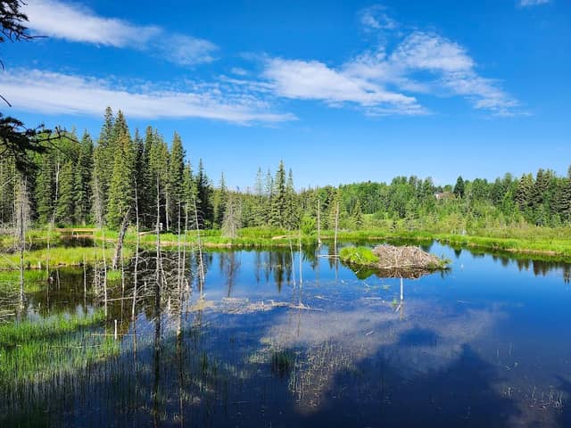 Beaver Boardwalk - Image 2