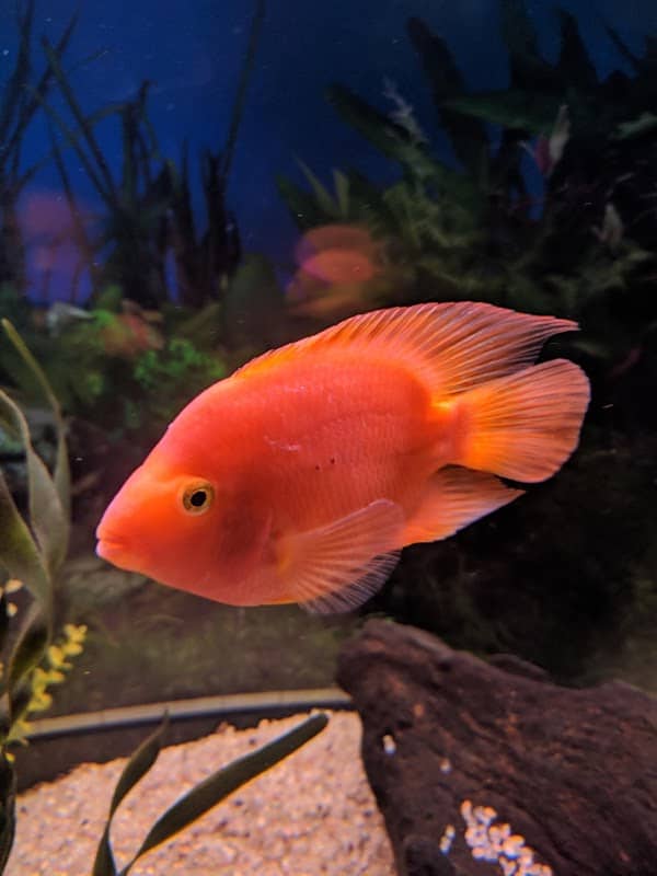 Campinas Municipal Aquarium - Image 2