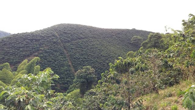 Paisaje Cultural Cafetero - Image 2