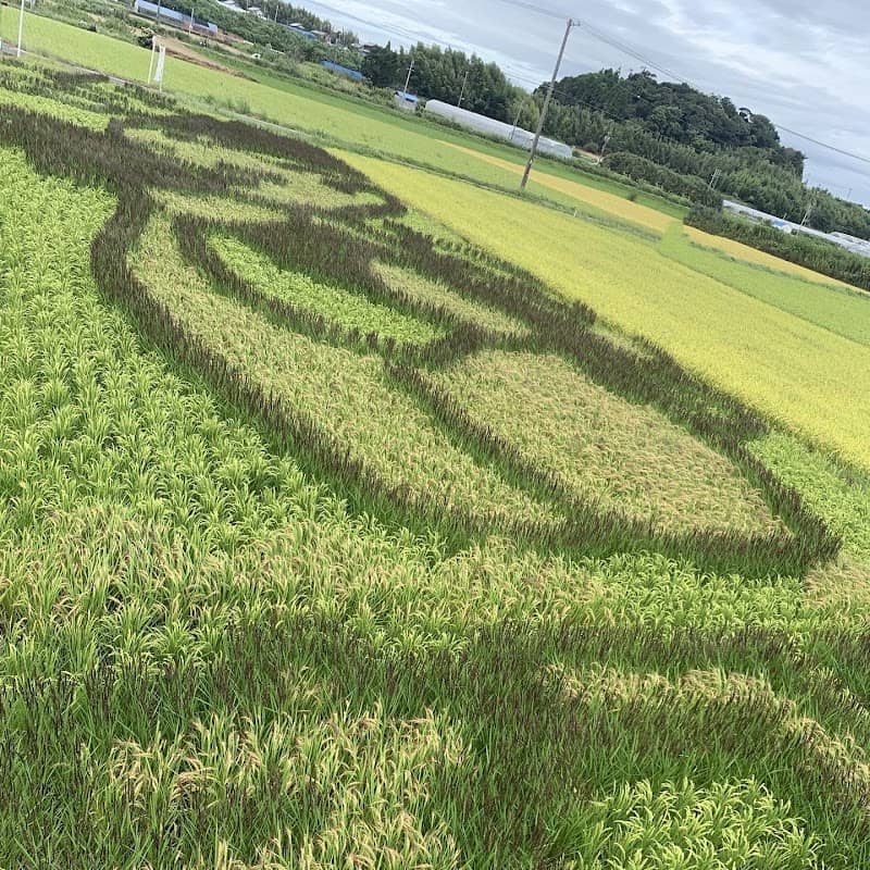 ゆうとう 田んぼアート - Image 1