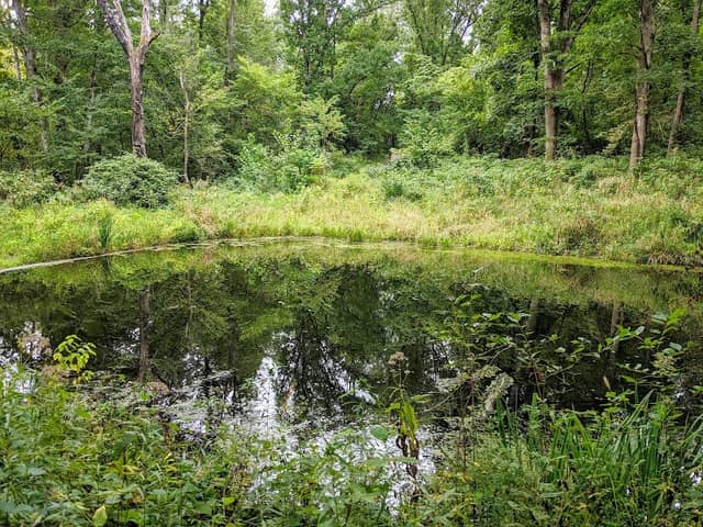 Goldfish Pond - Image 1