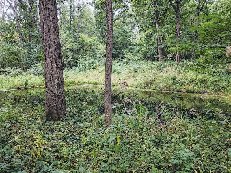 Goldfish Pond - Image 2