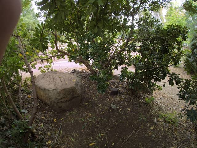 Old Poway Park Tree Tipi - Image 1