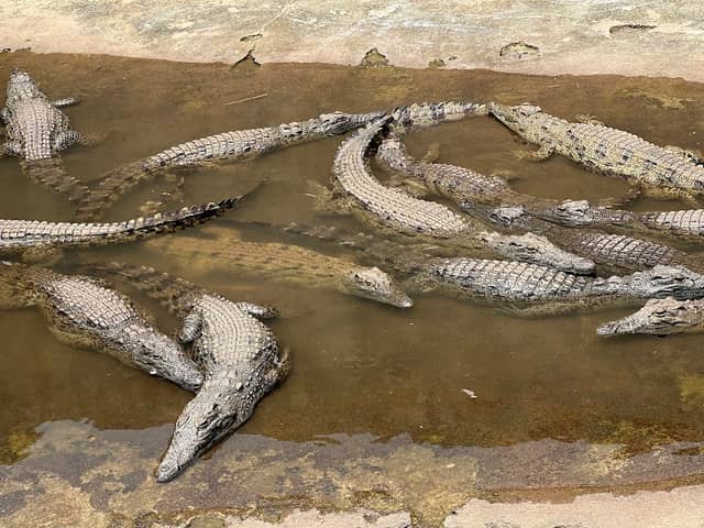 Uganda Crocodile Garden - Image 1