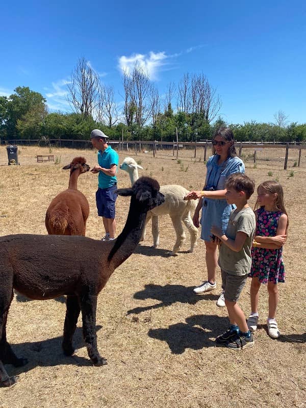 La Petite Ferme d'Alpagas Sanzay (Alpaca farm) - Image 1