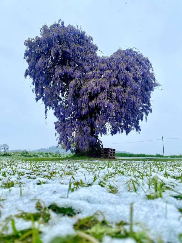 Il glicine - Image 1