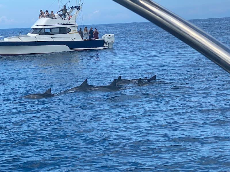Dolphins Cruise Ltd. - Image 1