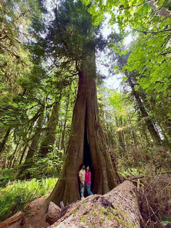 Cathedral Grove - Image 1