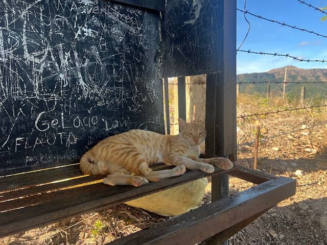 Cats of the Mount Tapyas - Image 1