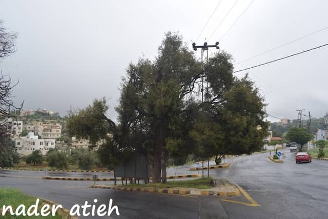 شجرة المداريس - Image 1