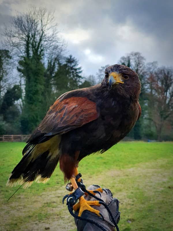 Icarus Falconry - Image 1