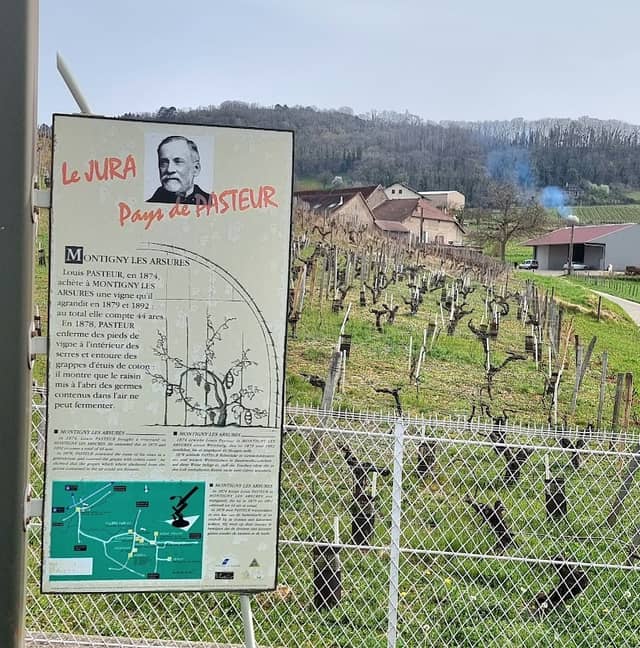 vigne du savant Louis Pasteur dite de Rosières - Image 1