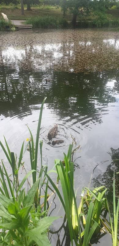 Coalport Close Duck Pond - Image 1