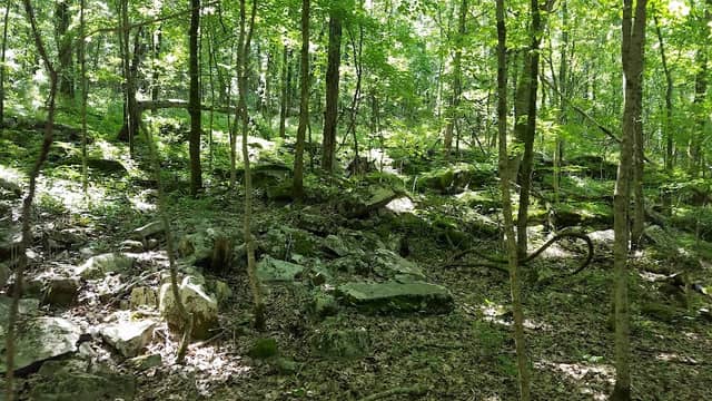 Little Cedar Mountain Trail Small Wild Area - Image 2