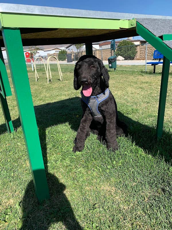 Lincoln Park Community Canine Area - Image 3
