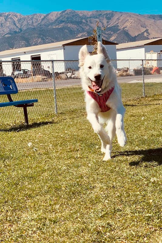 Lincoln Park Community Canine Area - Image 2