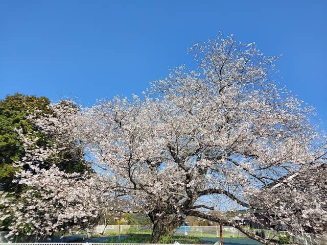 玉名市寺田の一本桜(染井吉野) - Image 1