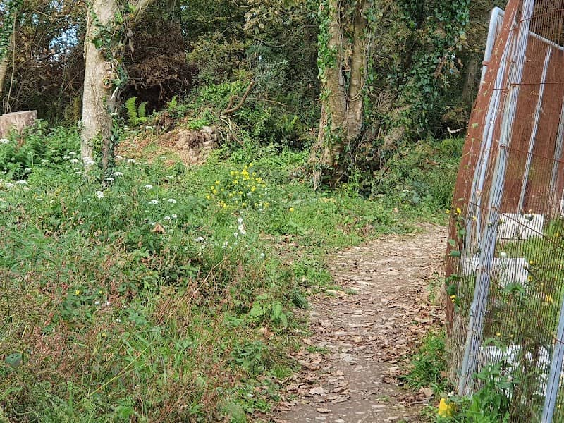 Cruachan Woods - Image 1