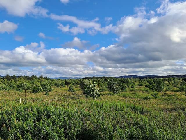 Leadburn Community Woodland - Image 1