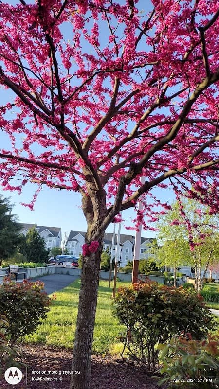Veterans Park - Image 1