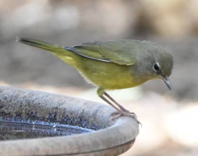 Melrose Bird Migrant Trap - Image 2