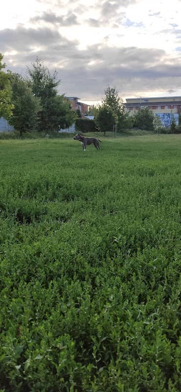 Park kráľa Žigmunda - Image 1