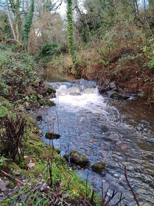 Monkstown Wood - Image 1
