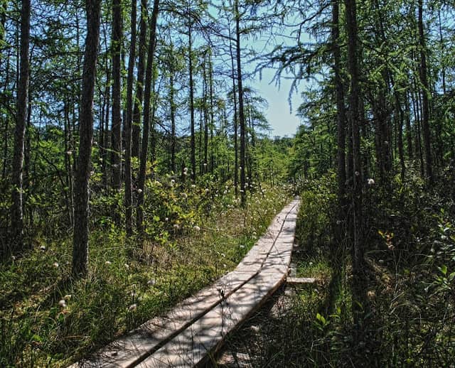 Beulah Bog State Natural Area - Image 1