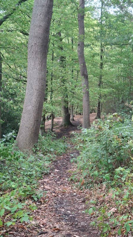 Holybred Wood - Image 2