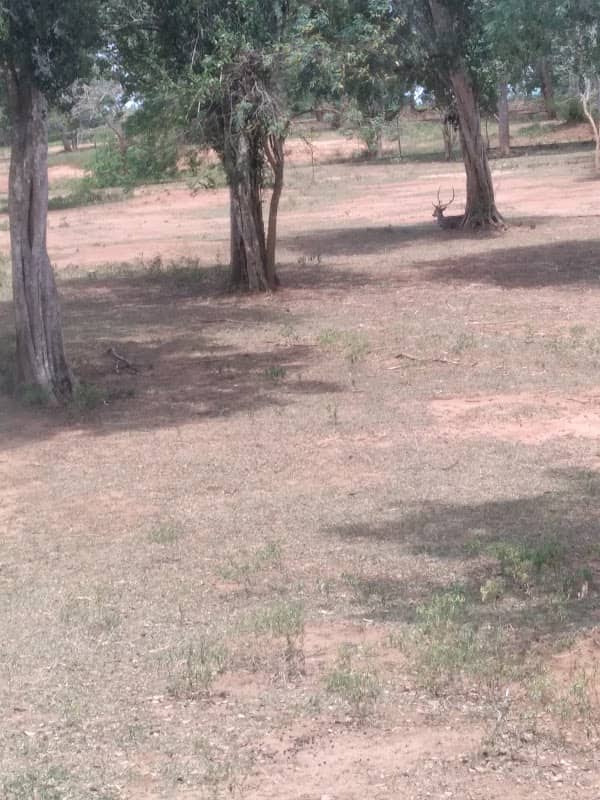 Open Safari Park - Image 1
