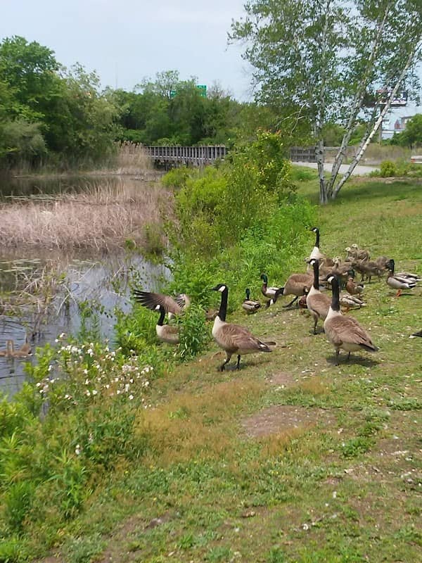 Quequechan River Rail Trail - Image 1