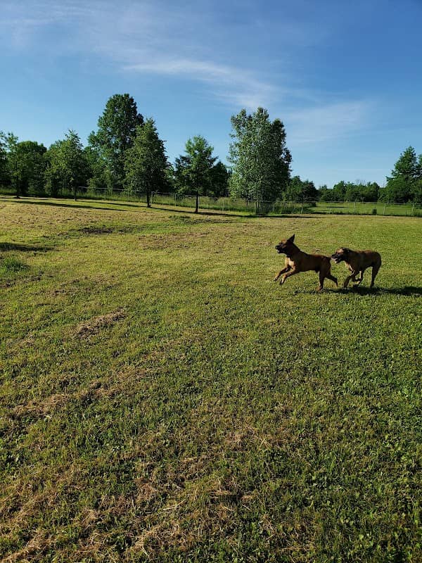 Burgoyne Woods Dog Park - Image 2