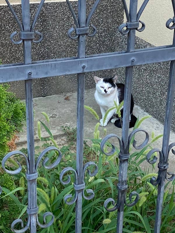 Kitler - Image 1