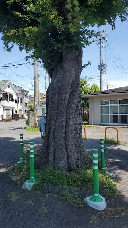 保護樹木 エノキ - Image 1