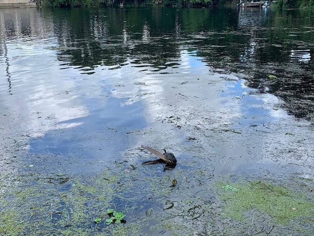 Dunnellon city Beach - Image 2