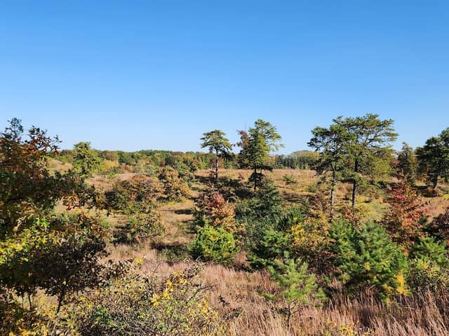 Albany Pine Bush Preserve - Image 1