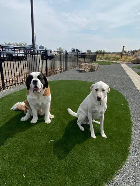 Fowler i25 Kia Community Dog Park - Image 2