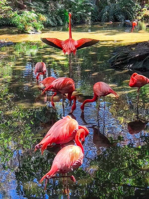 Palm Beach Zoo & Conservation Society - Image 2