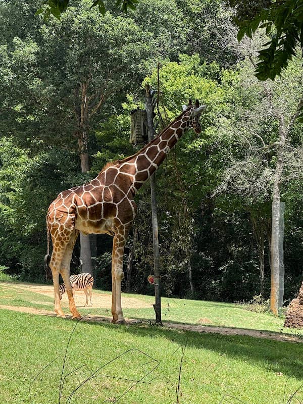 Elephant Exhibit - Image 1